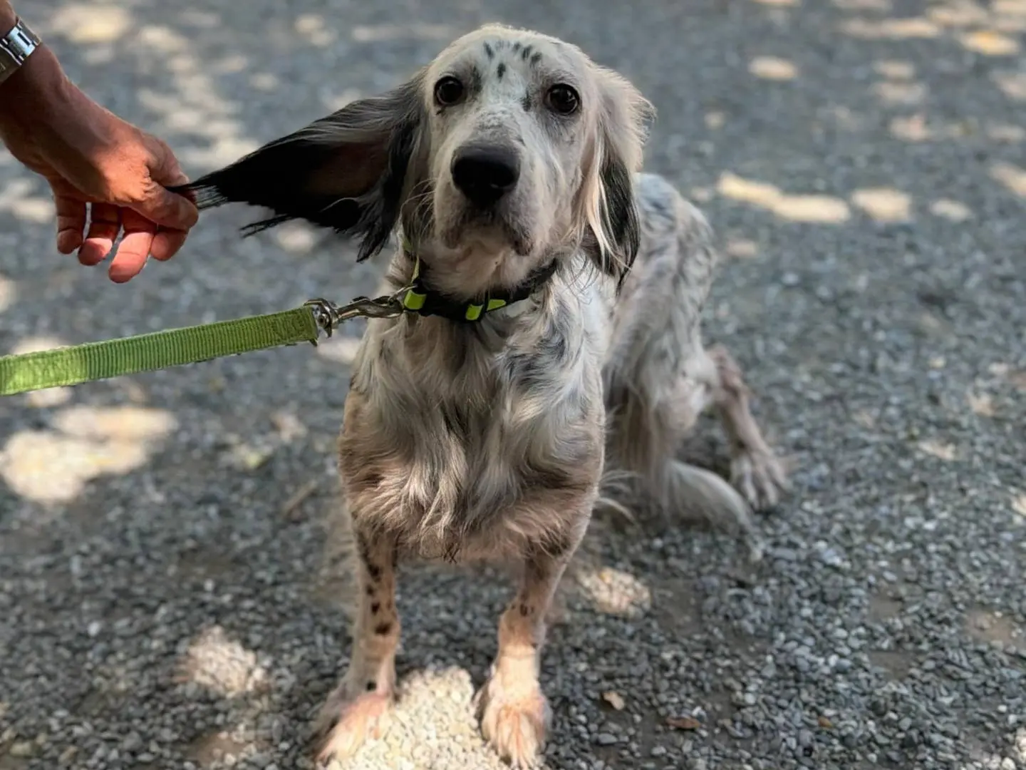 Adotta un cane, taglia media, femmina, Pisa