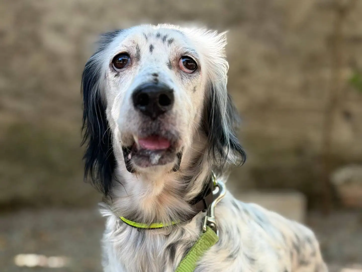 Adozione cane, femmina, Setter Inglese Razza sconosciuta, 7 anni e 1 mese, taglia media, Pisa
