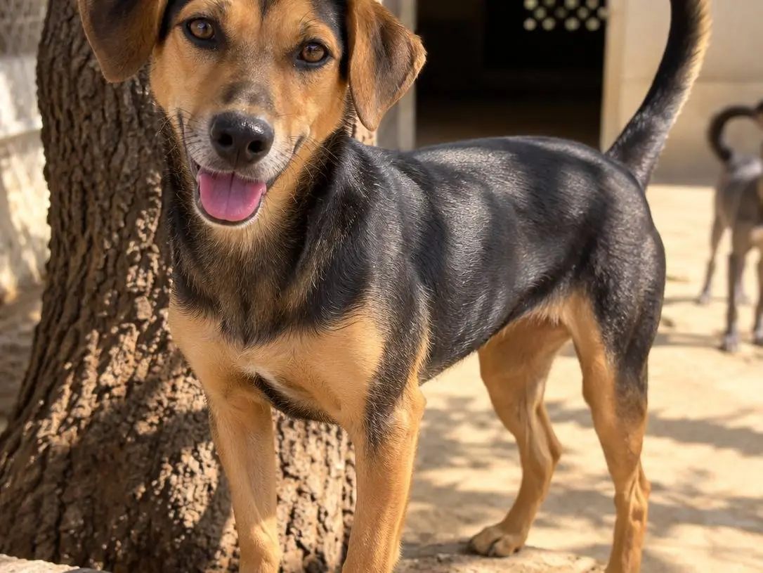 Adotta un cane, femmina, 1 anno, Avellino