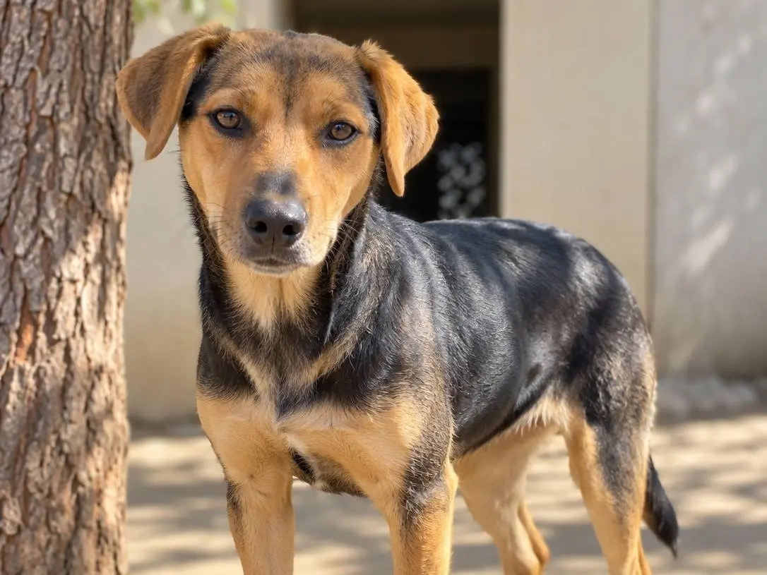 Adozione cane, femmina, Razza sconosciuta Razza sconosciuta, 1 anno, taglia piccola, Avellino