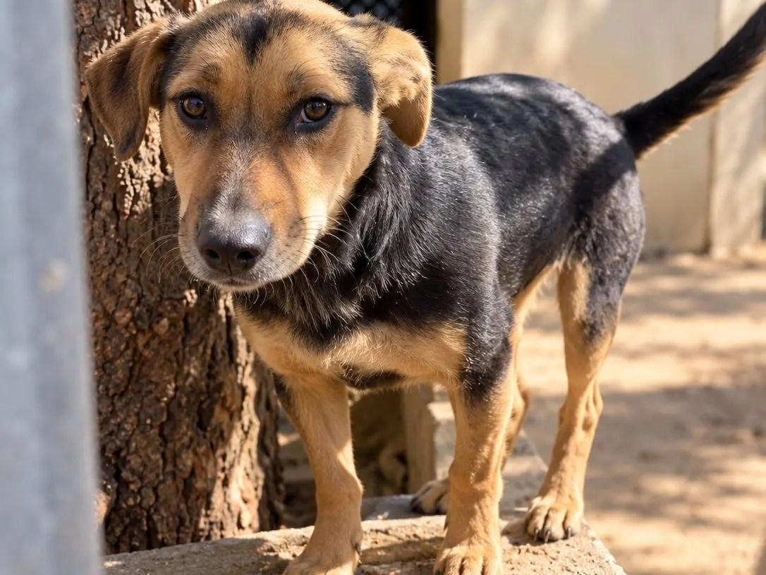 Vuoi adottare un cane a Avellino?