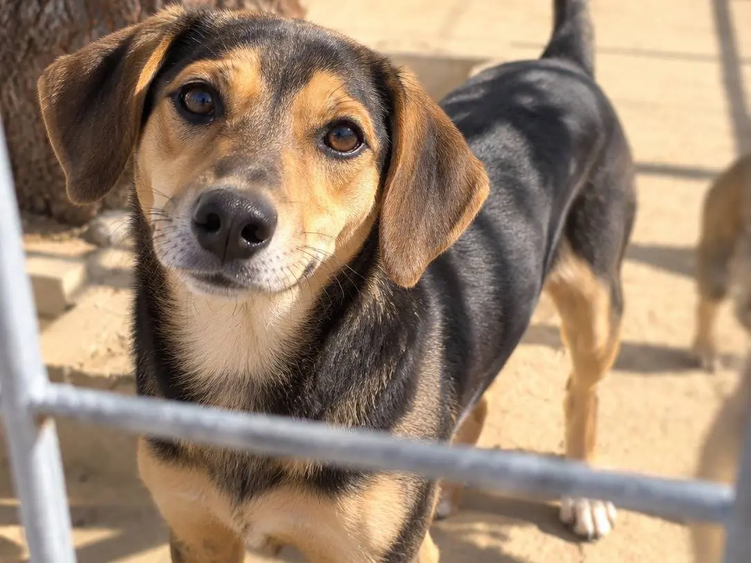 Adotta un cane, taglia piccola, femmina, Avellino