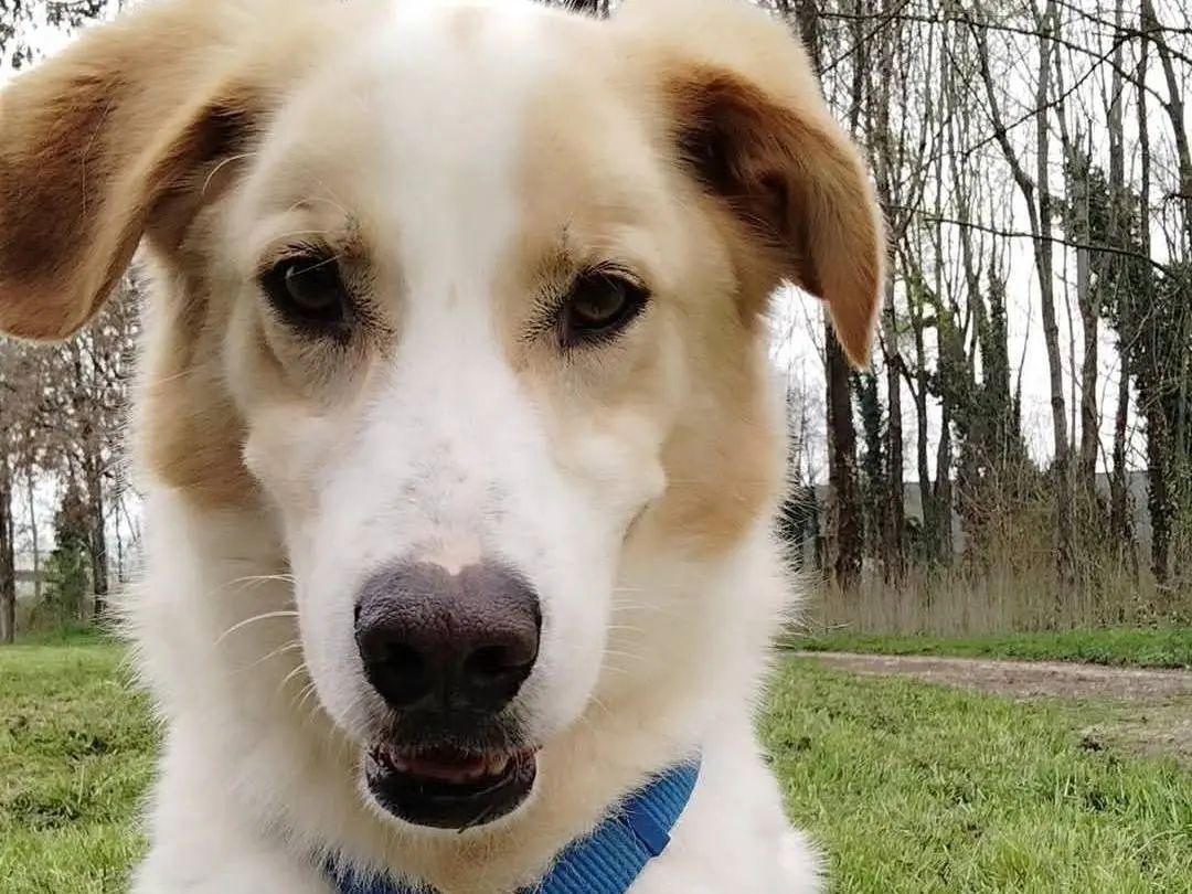 Adozione cane, maschio, Razza sconosciuta Razza sconosciuta, 4 anni e 2 mesi, taglia grande, Brescia