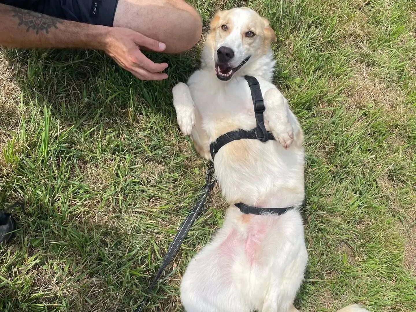 Adotta un cane, taglia grande, maschio, Brescia