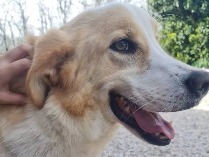 Adotta il cane ADAM a Brescia