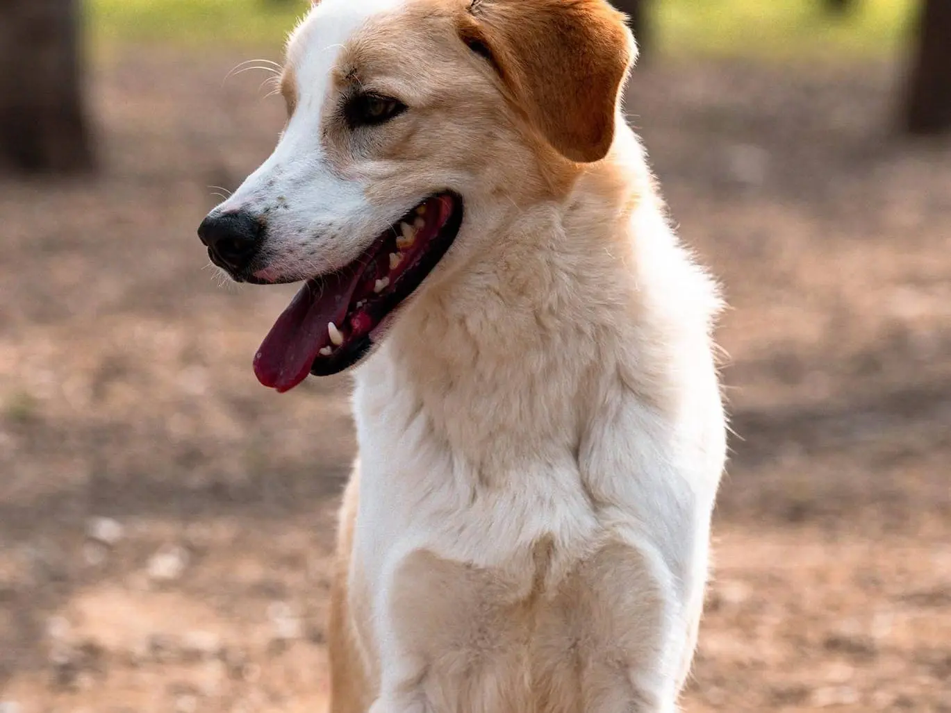 Vuoi adottare un cane a Brescia?