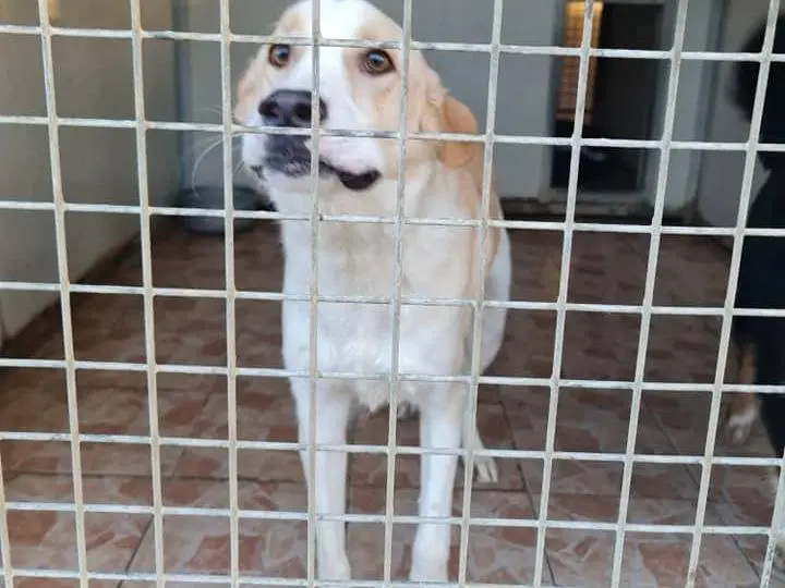 Adotta un cane, maschio, 4 anni e 2 mesi, Brescia