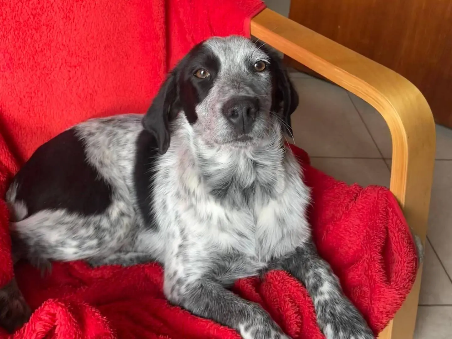 Adozione cane, femmina, Setter Inglese Breton, 1 anno e 2 mesi, taglia media contenuta, Caserta