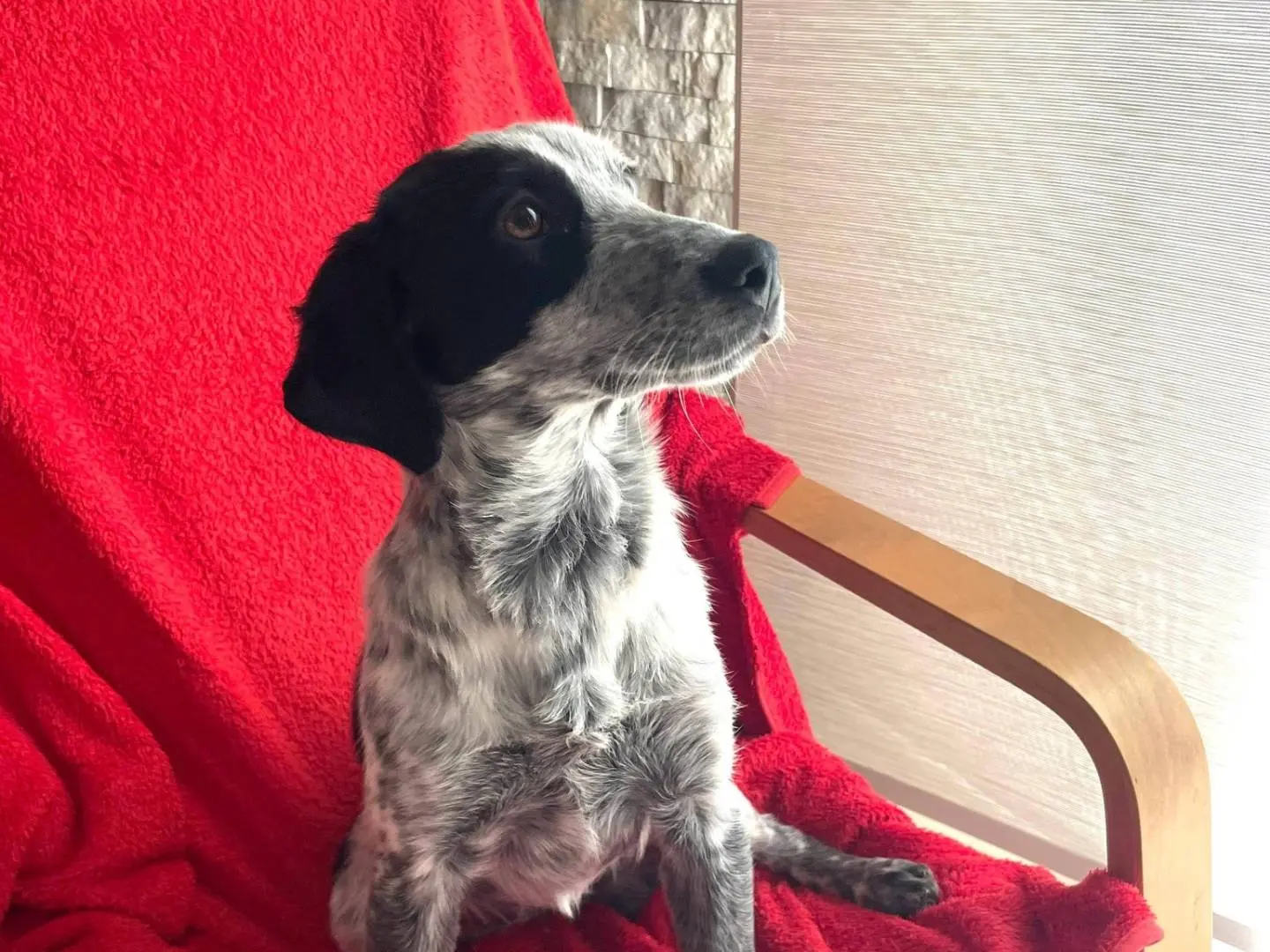 Adotta un cane, femmina, 1 anno e 2 mesi, Caserta