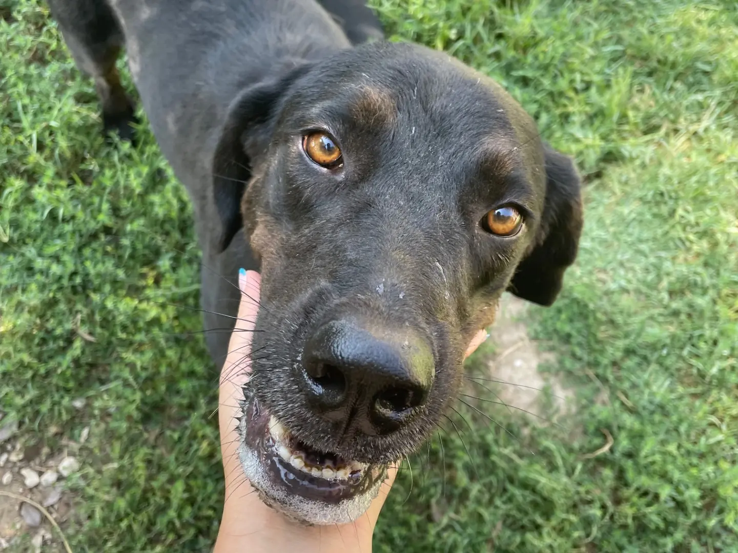 Adotta un cane, femmina, 5 anni e 10 mesi, Latina