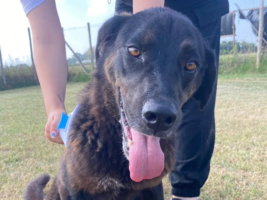 Adozione cane, femmina, Razza sconosciuta Razza sconosciuta, 5 anni e 10 mesi, taglia grande, Latina