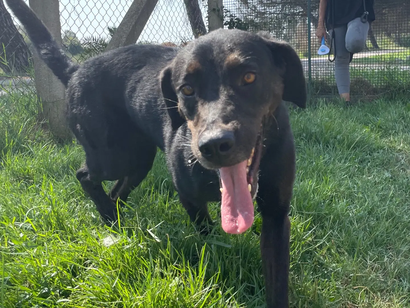 Adotta il cane Soraya a Latina