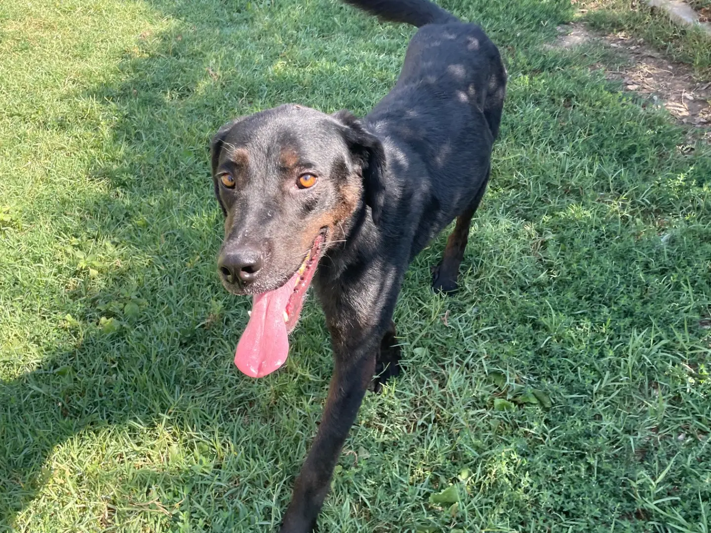 Adotta un cane, taglia grande, femmina, Latina