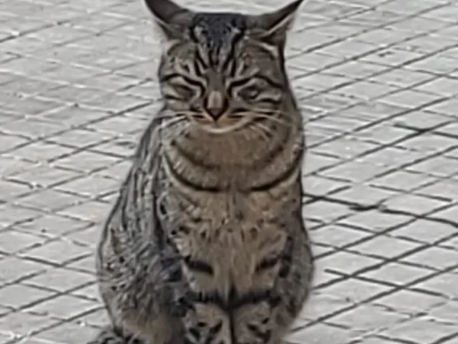 Adozione gatto, maschio, Razza sconosciuta Razza sconosciuta, 2 anni e 9 mesi, taglia non valida, Taranto