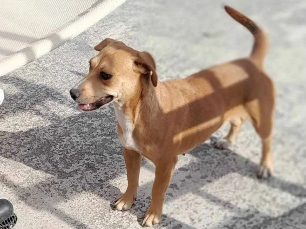 Adotta un cane, femmina, 3 anni e 9 mesi, Catania