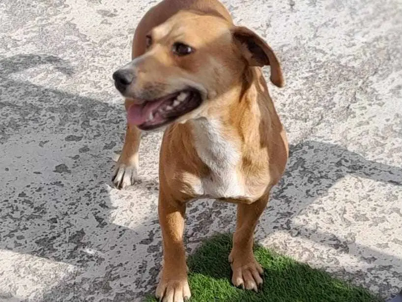 Adozione cane, femmina, Razza sconosciuta Razza sconosciuta, 3 anni e 9 mesi, taglia media contenuta, Catania