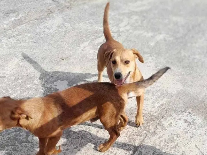Adotta un cane, taglia media contenuta, femmina, Catania