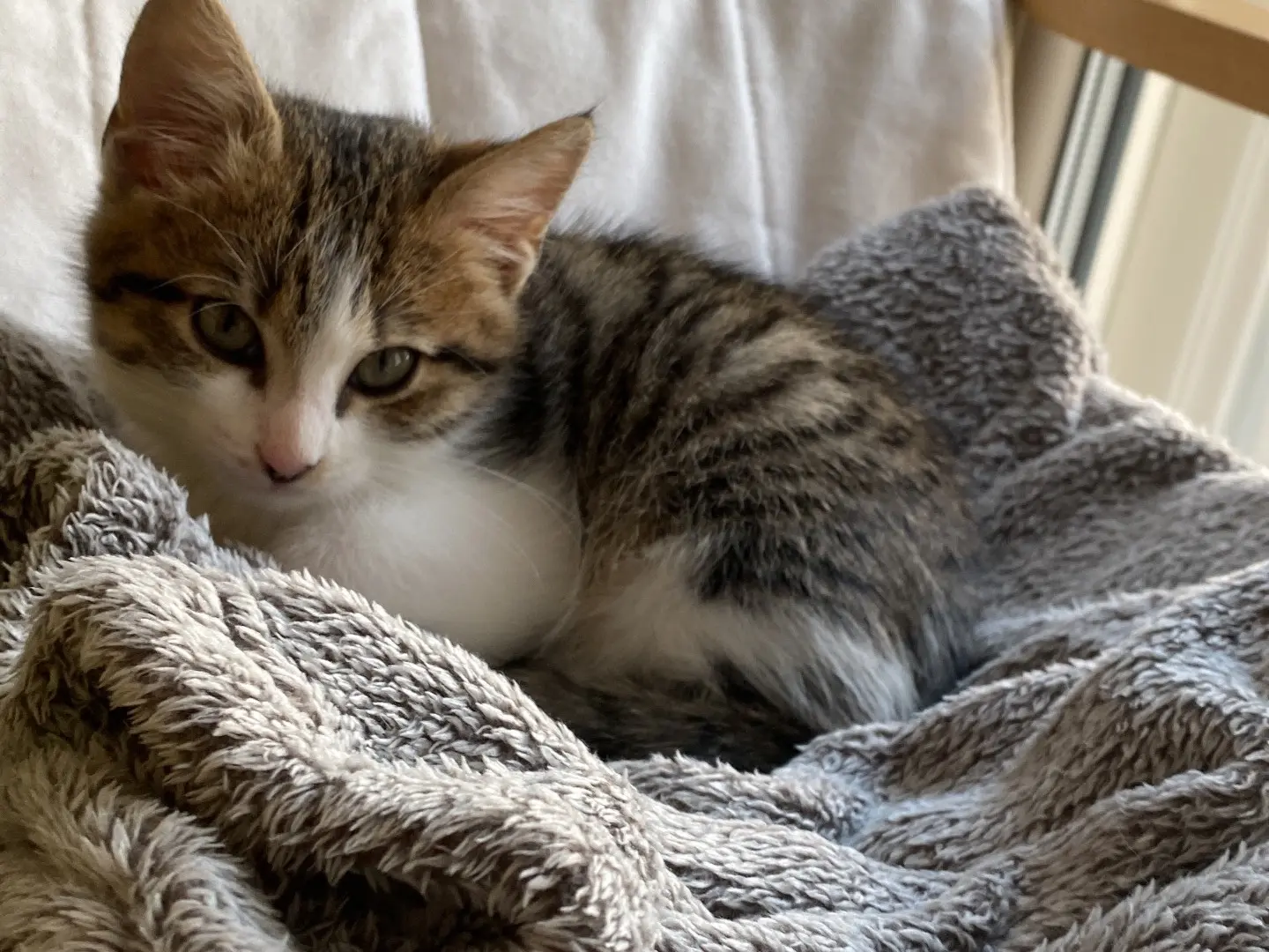 Adozione gatto, maschio, Razza sconosciuta Razza sconosciuta, 3 mesi, taglia non valida, Torino