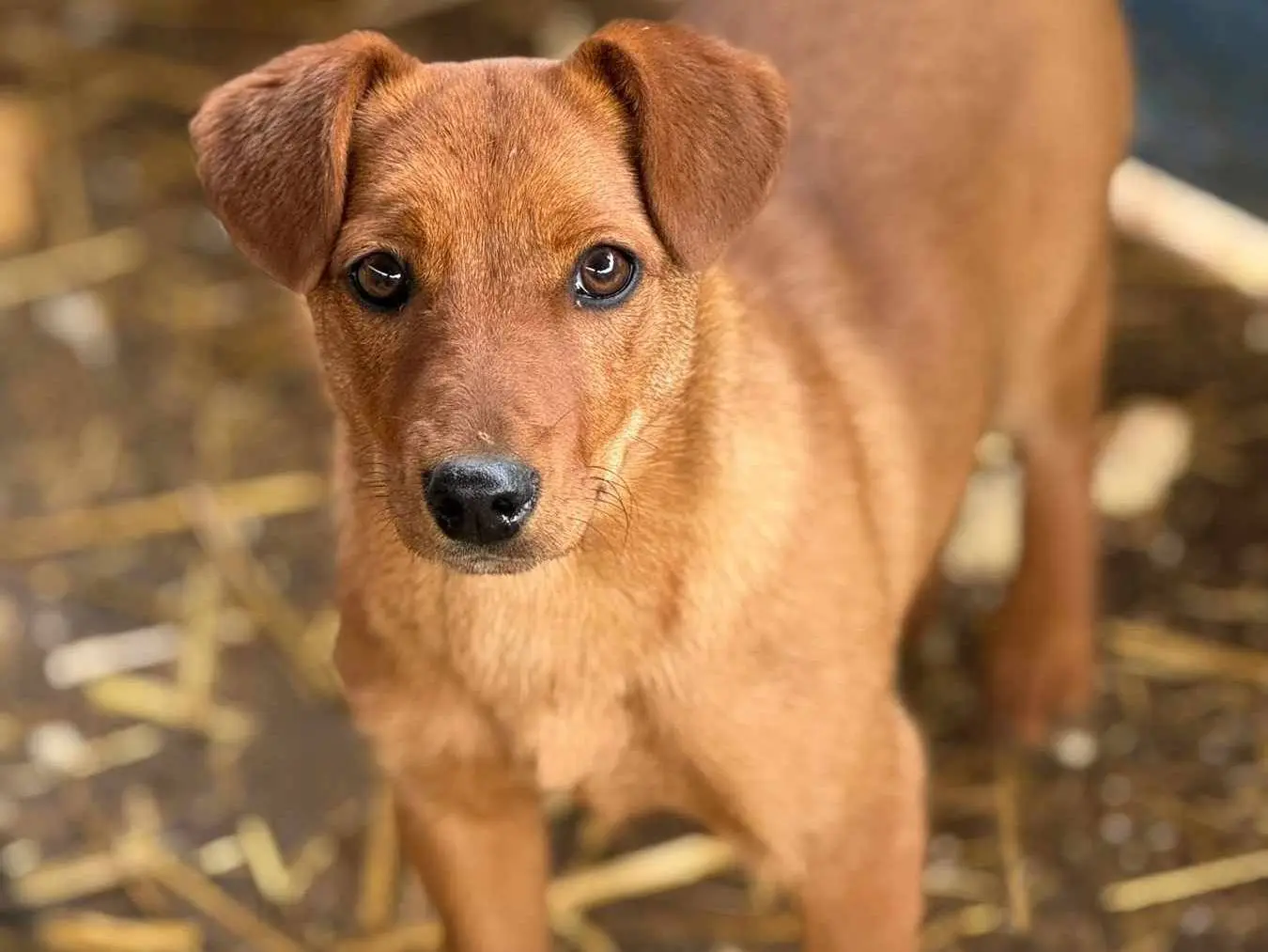 Adotta un cane, femmina, 8 mesi, Firenze