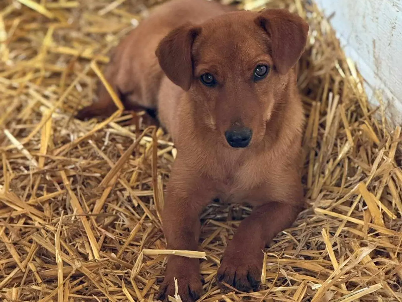 Adozione cane, femmina, Razza sconosciuta Razza sconosciuta, 8 mesi, taglia piccola, Firenze