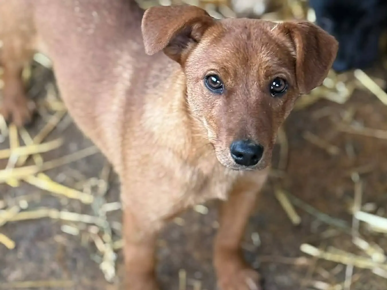 Vuoi adottare un cane a Firenze?