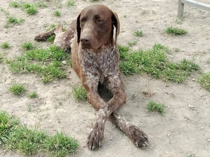 Adotta il cane Uma a Napoli