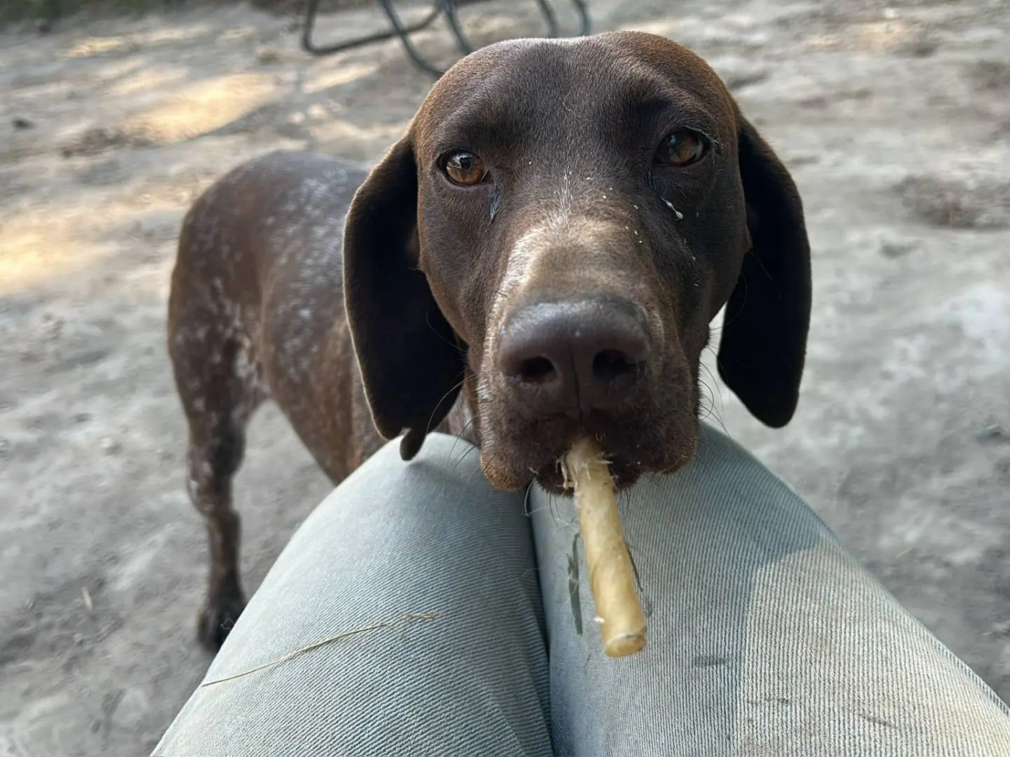 Vuoi adottare un cane a Napoli?