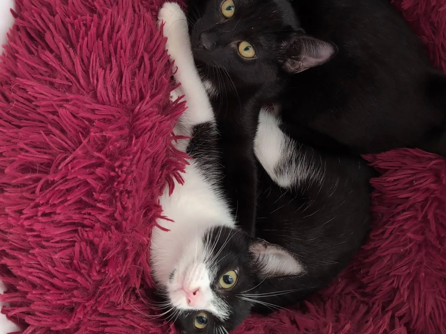 Adotta un gatto, taglia non valida, femmina, Milano
