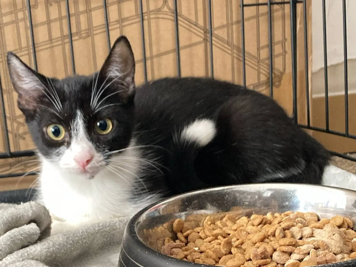 Adotta il gatto Sailor Moon e Nezuko a Milano