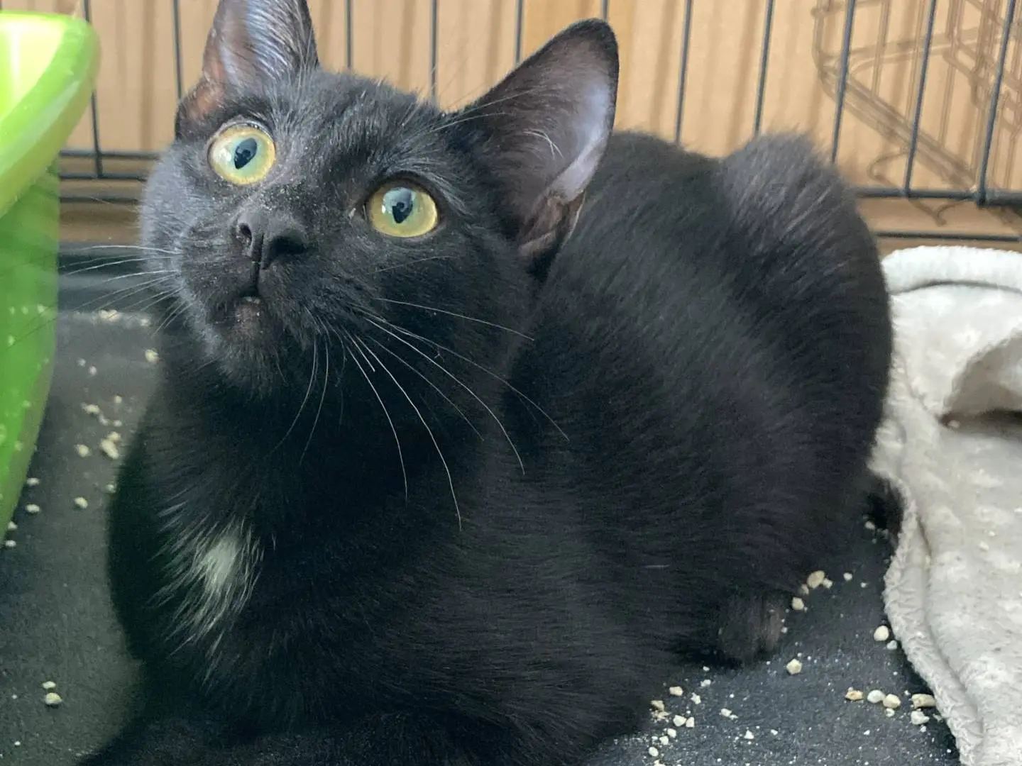 Vuoi adottare un gatto a Milano?