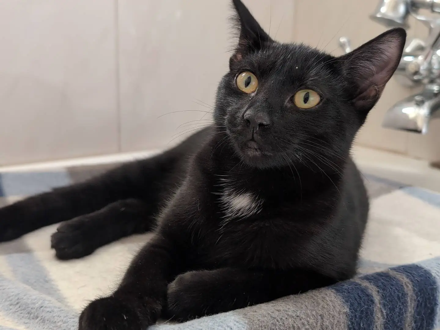 Adotta un gatto, femmina, 5 mesi, Milano