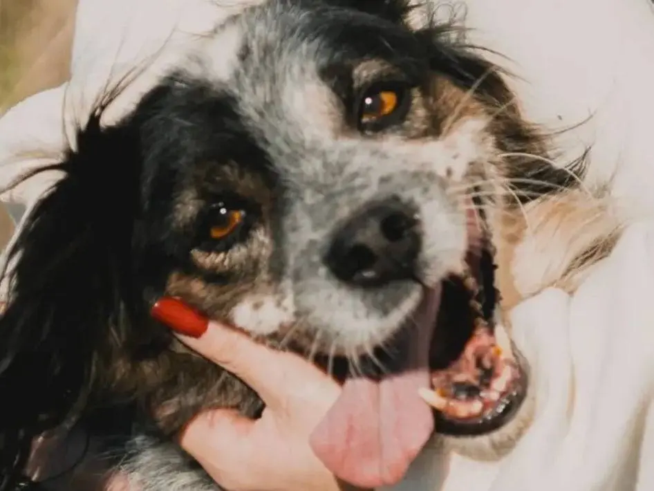 Adozione cane, maschio, Border Collie Cavalier King Charles Spaniel, 10 anni e 4 mesi, taglia media contenuta, Caserta