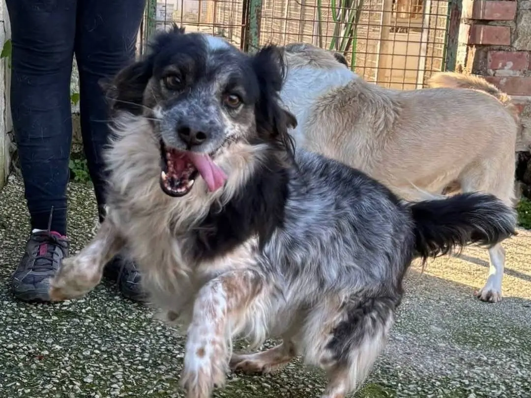 Adotta un cane, taglia media contenuta, maschio, Caserta