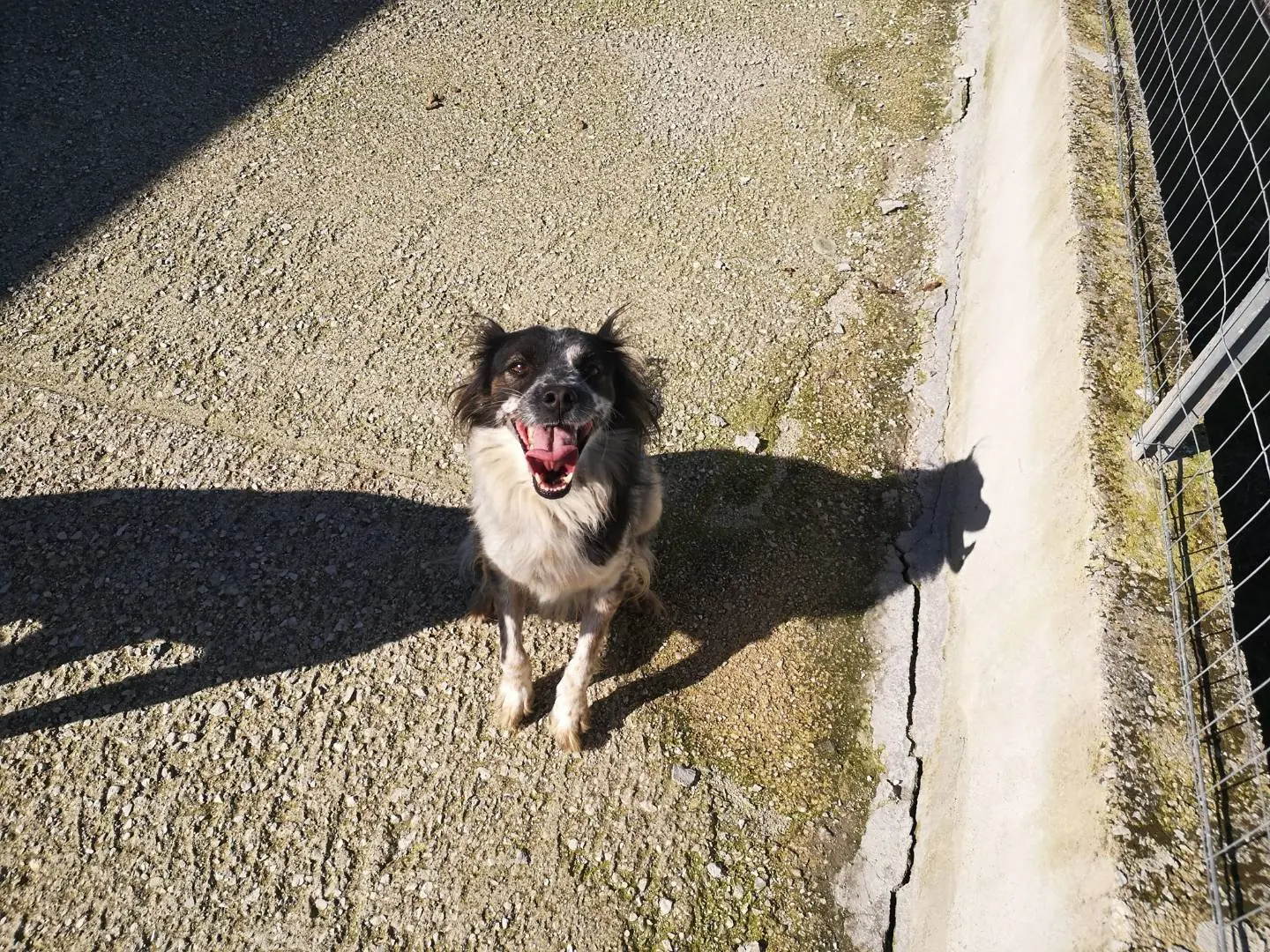 Vuoi adottare un cane a Caserta?