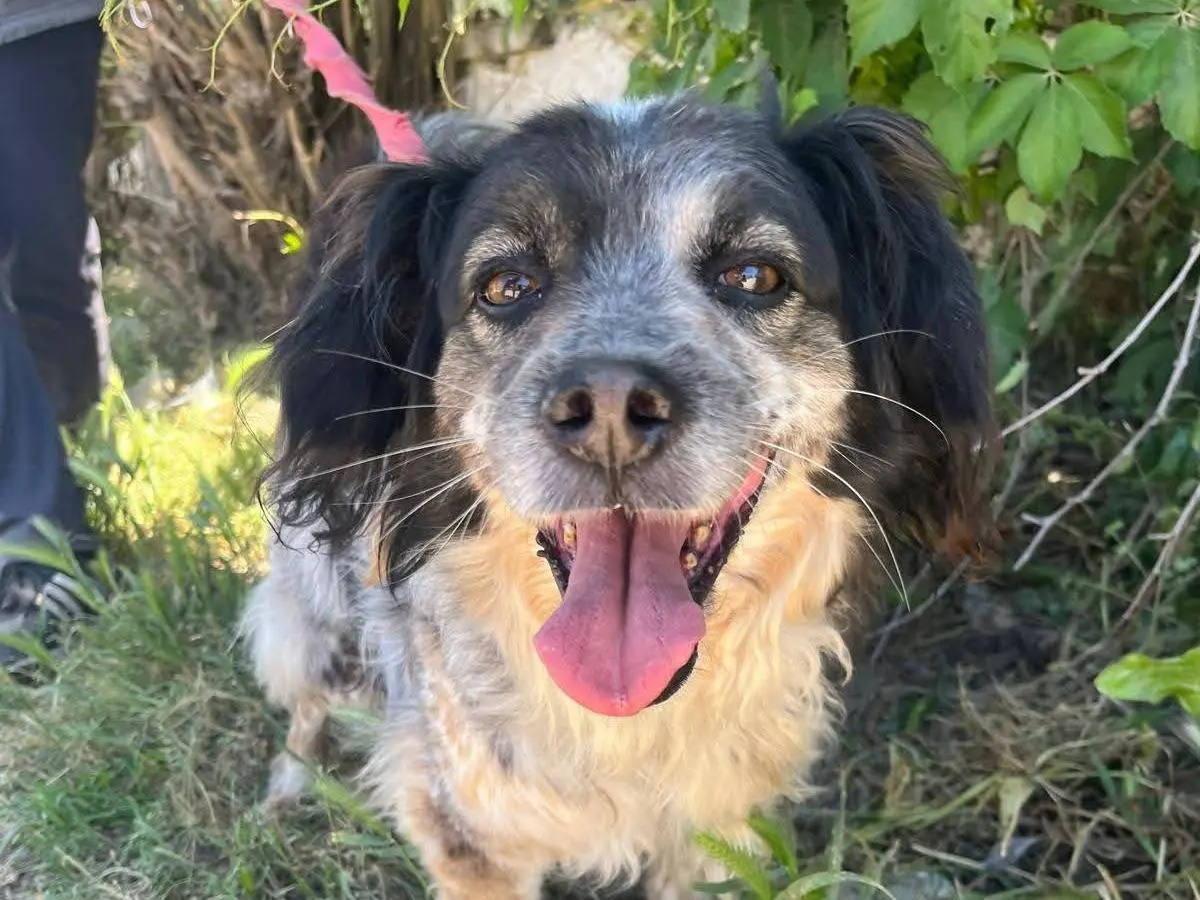 Adotta un cane, maschio, 10 anni e 4 mesi, Caserta
