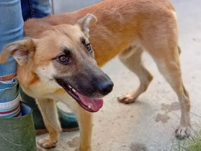 Adotta il cane Biondo a Bergamo