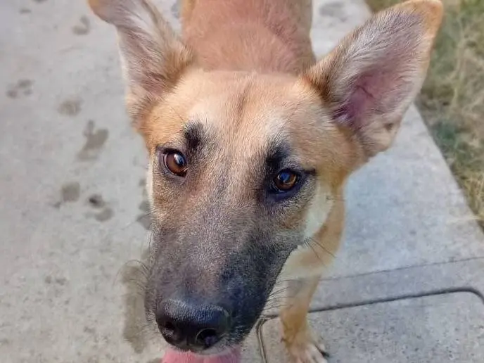 Adotta un cane, maschio, 1 anno e 6 mesi, Bergamo