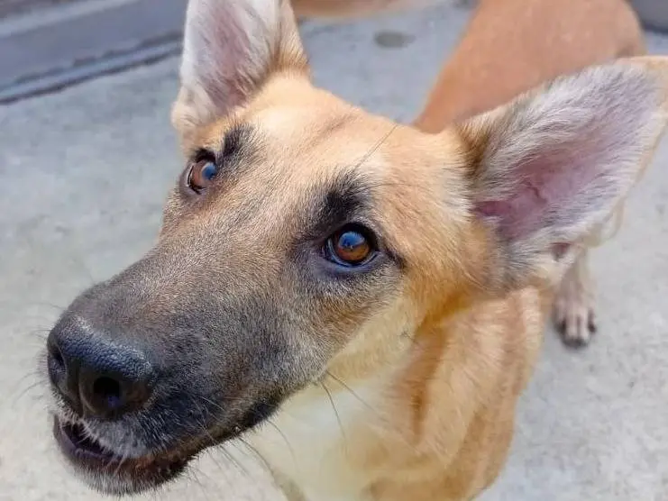 Adozione cane, maschio, Razza sconosciuta Razza sconosciuta, 1 anno e 6 mesi, taglia media, Bergamo