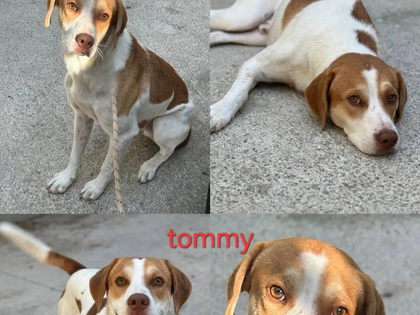 Adotta un cane, maschio, 1 anno e 10 mesi, Latina