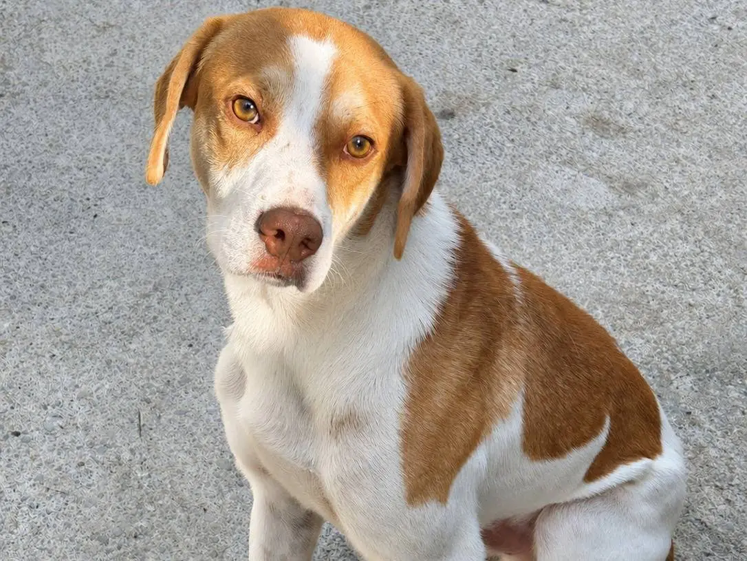 Adozione cane, maschio, Razza sconosciuta Razza sconosciuta, 1 anno e 10 mesi, taglia media, Latina