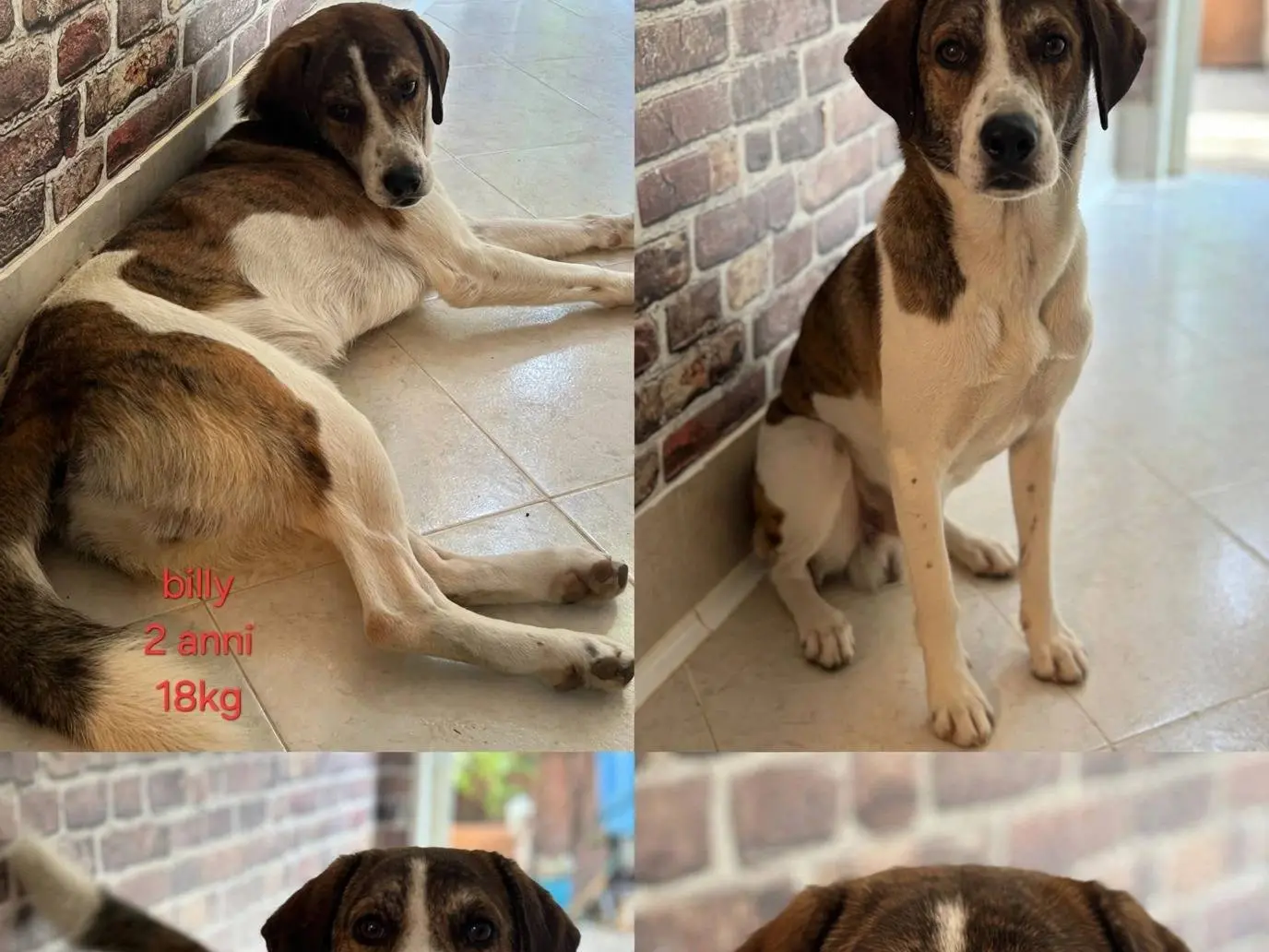 Vuoi adottare un cane a Latina?