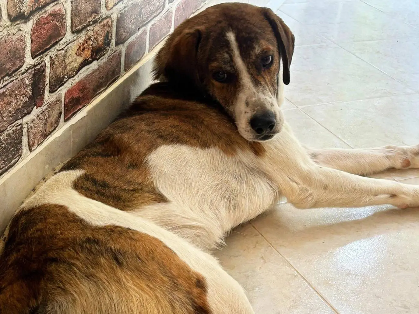 Adotta un cane, taglia media, maschio, Latina