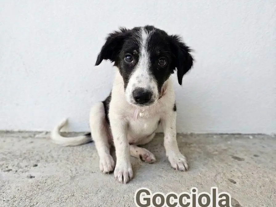 Foto 1 dell'animale