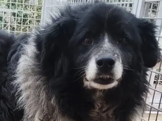 Adotta un cane, taglia grande, femmina, Viterbo