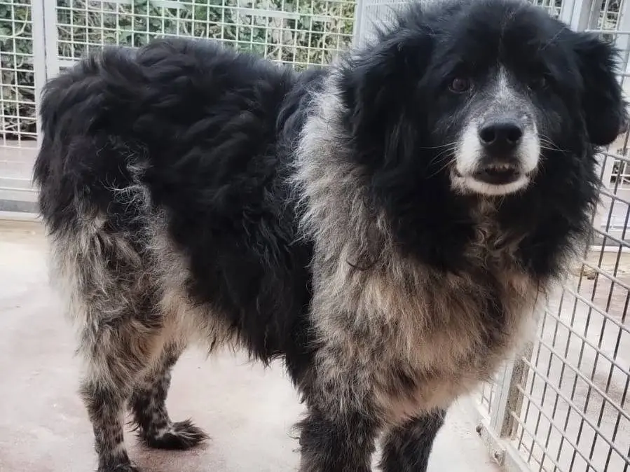 Adozione cane, femmina, Razza sconosciuta Razza sconosciuta, 12 anni e 3 mesi, taglia grande, Viterbo