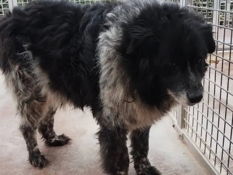 Adotta un cane, femmina, 12 anni e 3 mesi, Viterbo