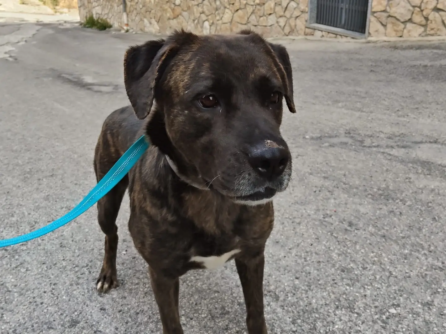 Adotta un cane, femmina, 2 anni e 7 mesi, Ferrara
