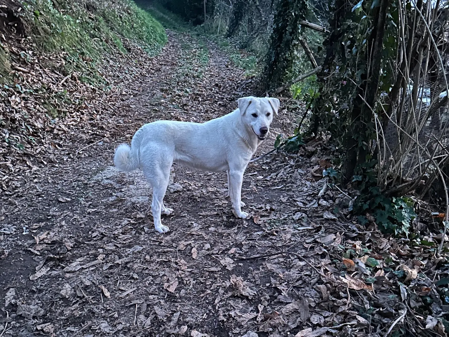Vuoi adottare un cane a Salerno?