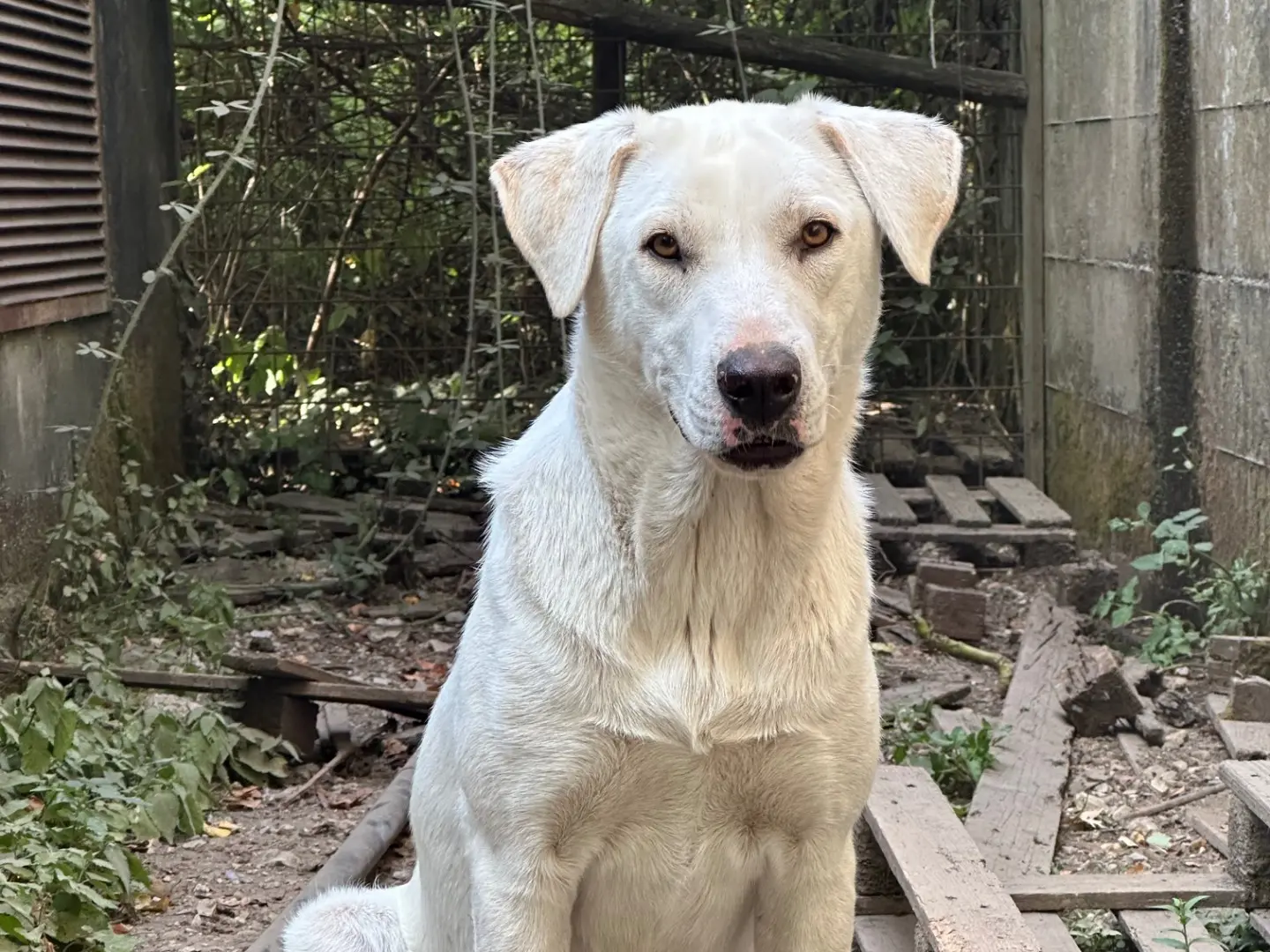 Adozione cane, femmina, Razza sconosciuta Razza sconosciuta, 3 anni e 4 mesi, taglia grande, Salerno