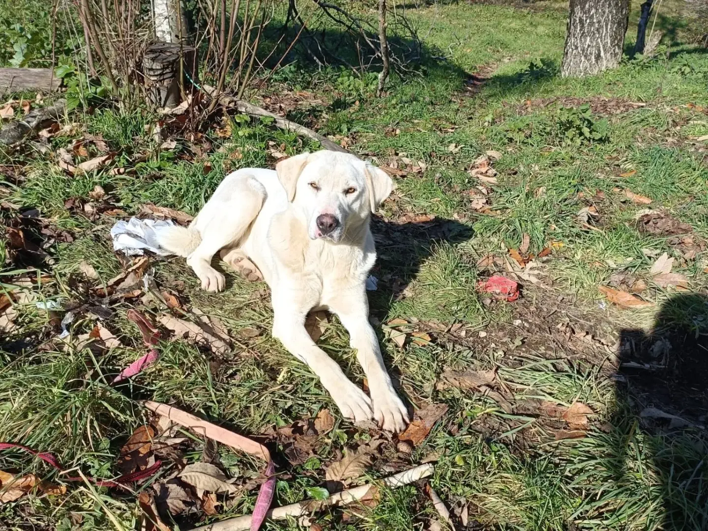 Adotta un cane, femmina, 3 anni e 4 mesi, Salerno